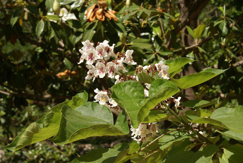 Catalpa bignonioides - Southera Catalpa, Common Catalpa, India Bean Tree, קטלפה ביגנונית, קטלפה ביגנונית