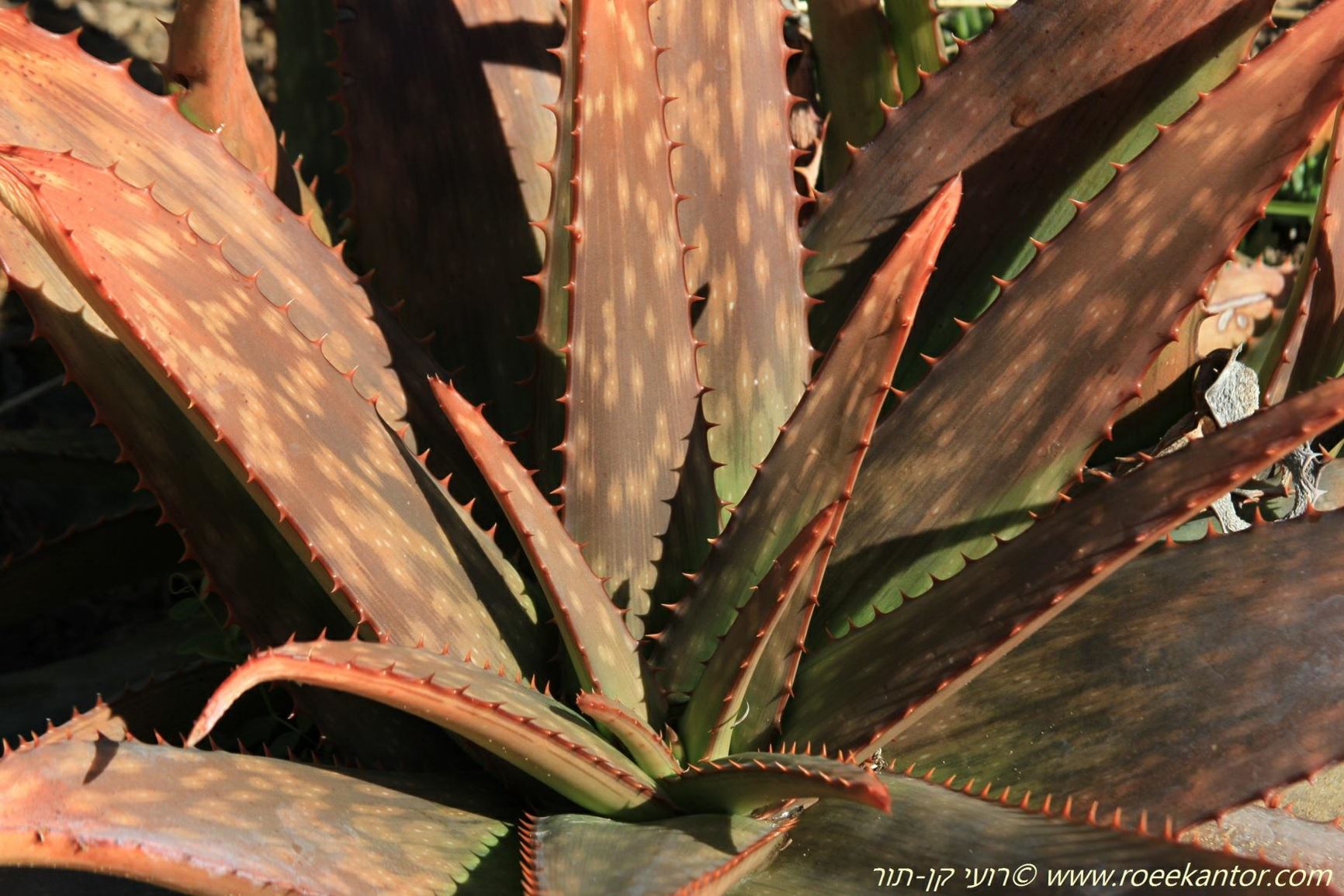 Aloe maculata - Soap Aloe, אלווי עקוד, אלווי מוכתם, אלווי סבוני