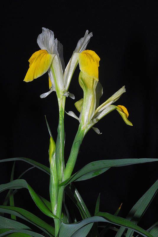 Iris bucharica - Corn Leaf Iris , Bokhara Iris, איריס בוכרי, איריס בוכרי