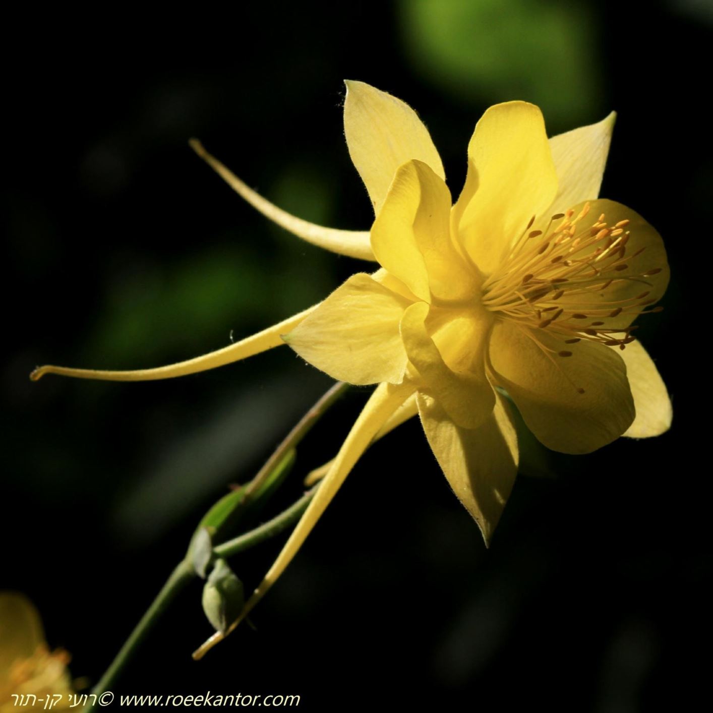Aquilegia chrysantha - אקווילגיה צהובה, אקווילגיה צהובה