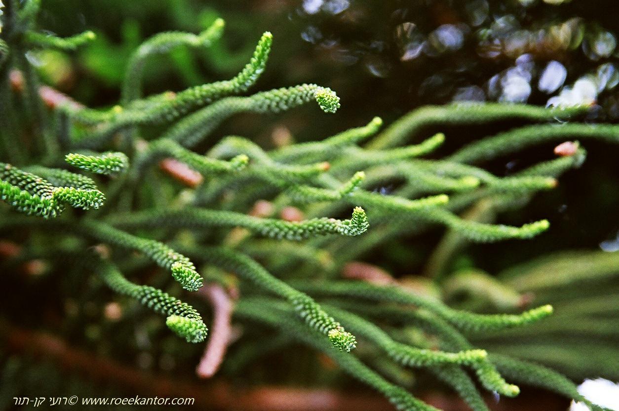 Araucaria heterophylla - Norfolk Island Pine, אראוקריה רמה, אראוקריה רמה