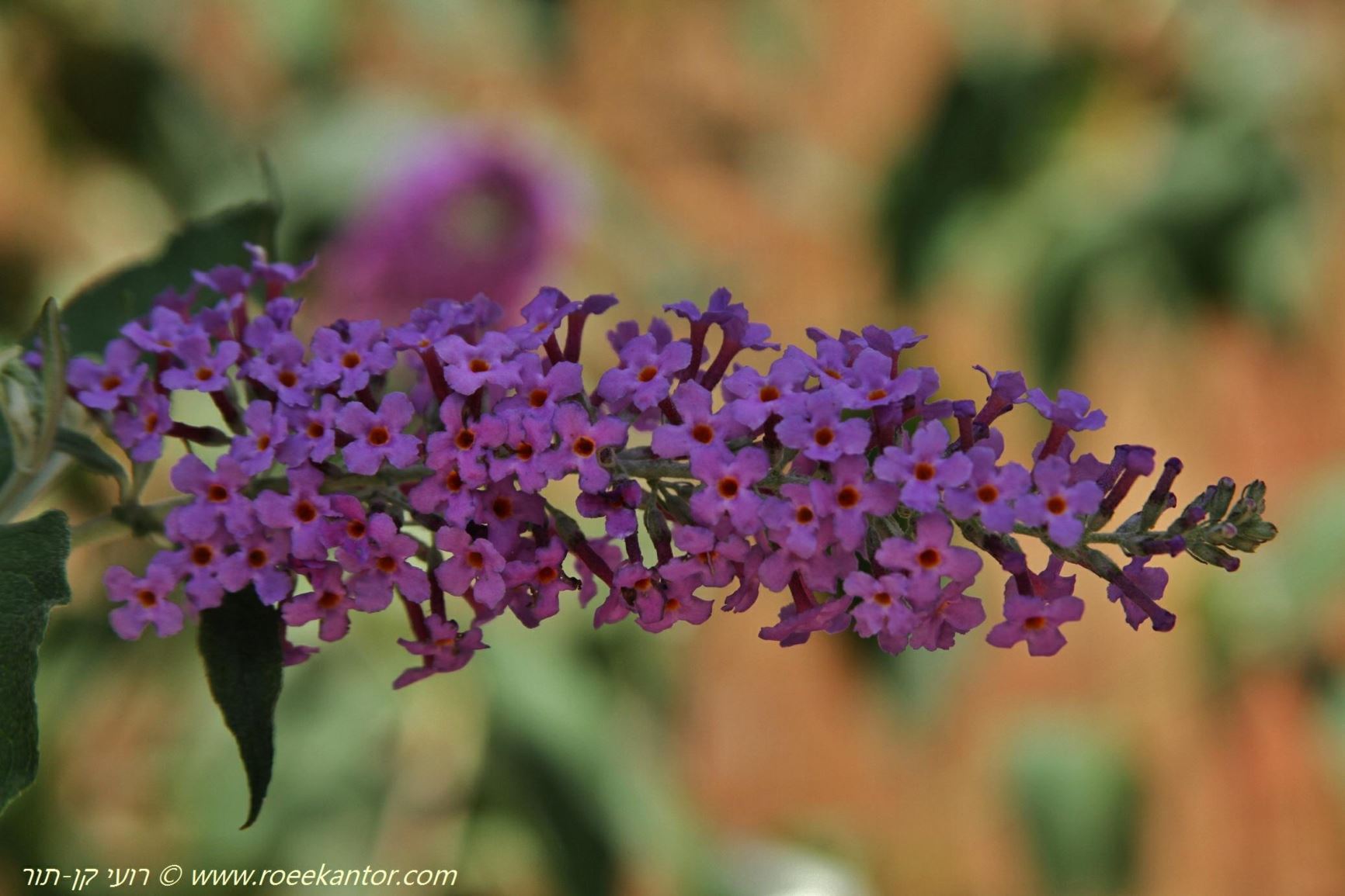 Buddleja davidii - Orange-eye Butterflybush, Summer Lilac, בודליית דוד, בודליית דוד