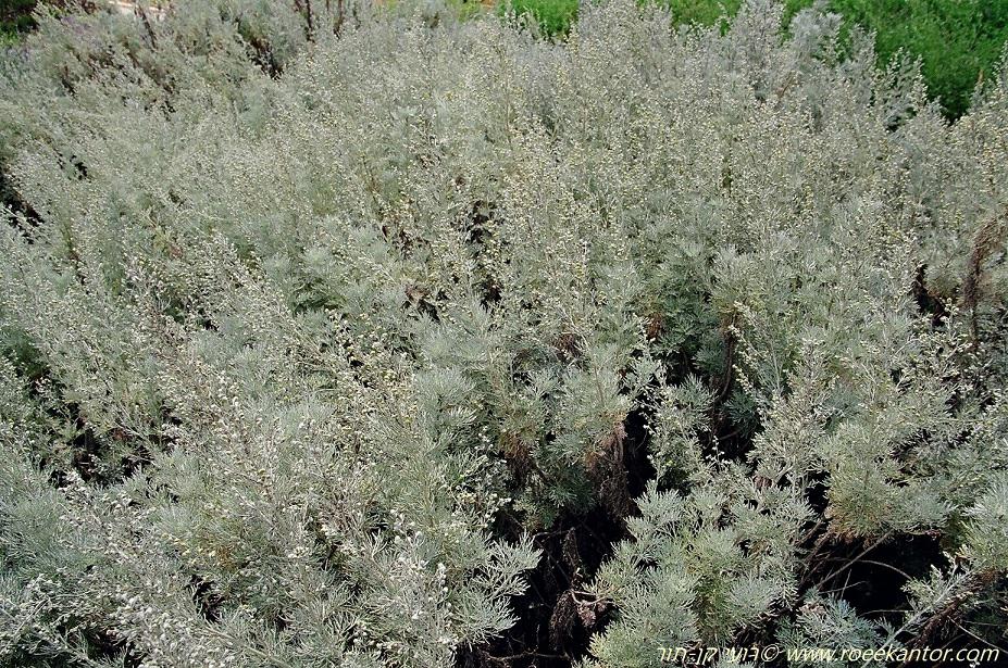 Artemisia arborescens - Shrubby Wormwood, Tree Wormwood, Sheeba, לענה שיחנית, לענה שיחנית