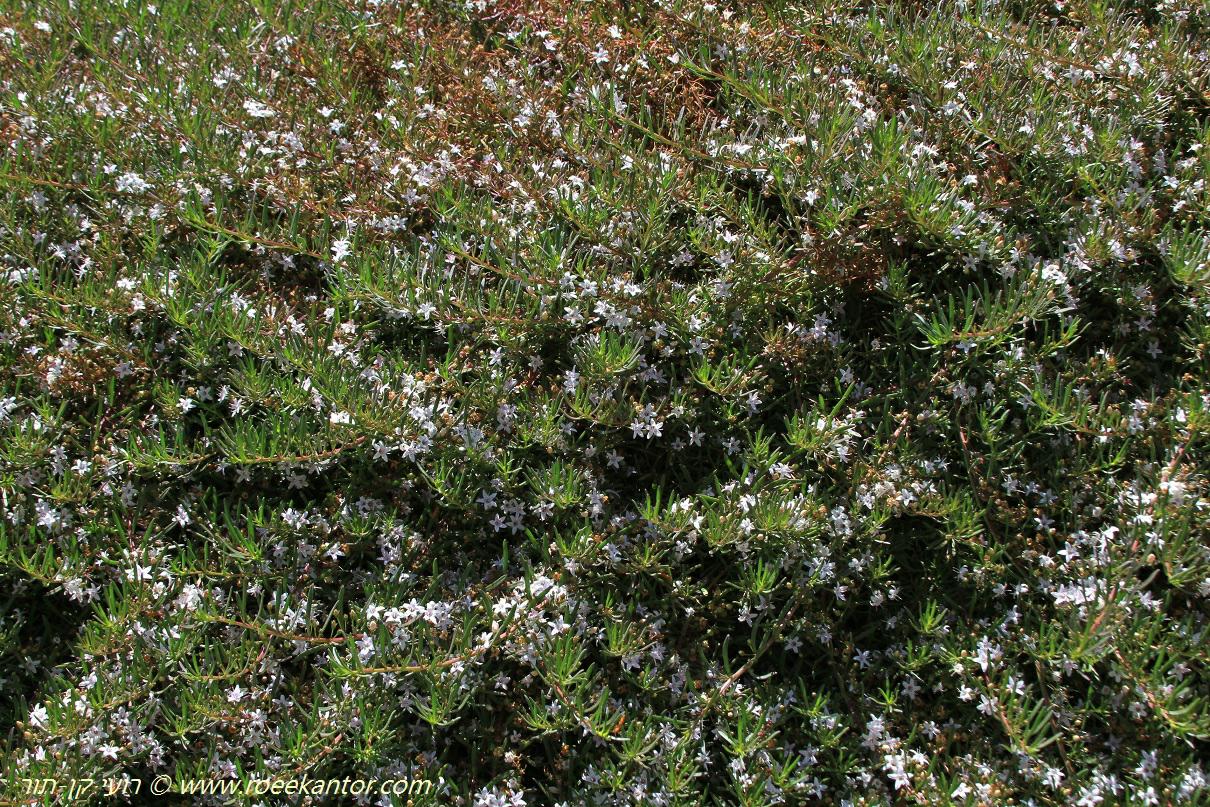 Myoporum parvifolium 'Fine Leaf' - Creeping Boobialla, Creeping Myoporum Dwarf Native, מיאופורון  קטן-עלים 'פיין ליף', מיאופורון  קטן-עלים 'פיין ליף'