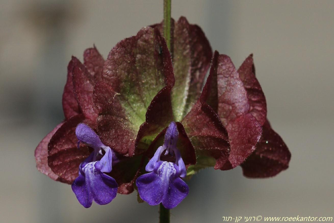 Salvia multicaulis Judean type - Many-stemmed Sage, Shell-flower Sage, מרוה רחבת-גביע טיפוס יהודה, מרווה משולשת ⨯ רחבת-גביע