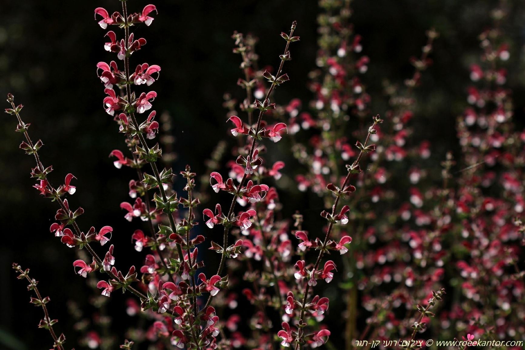 Salvia hierosolymitana var. hierosolymitana - Many-stemmed Sage, מרוות ירושלים זן-טיפוסי, מרוות ירושלים זן-טיפוסי