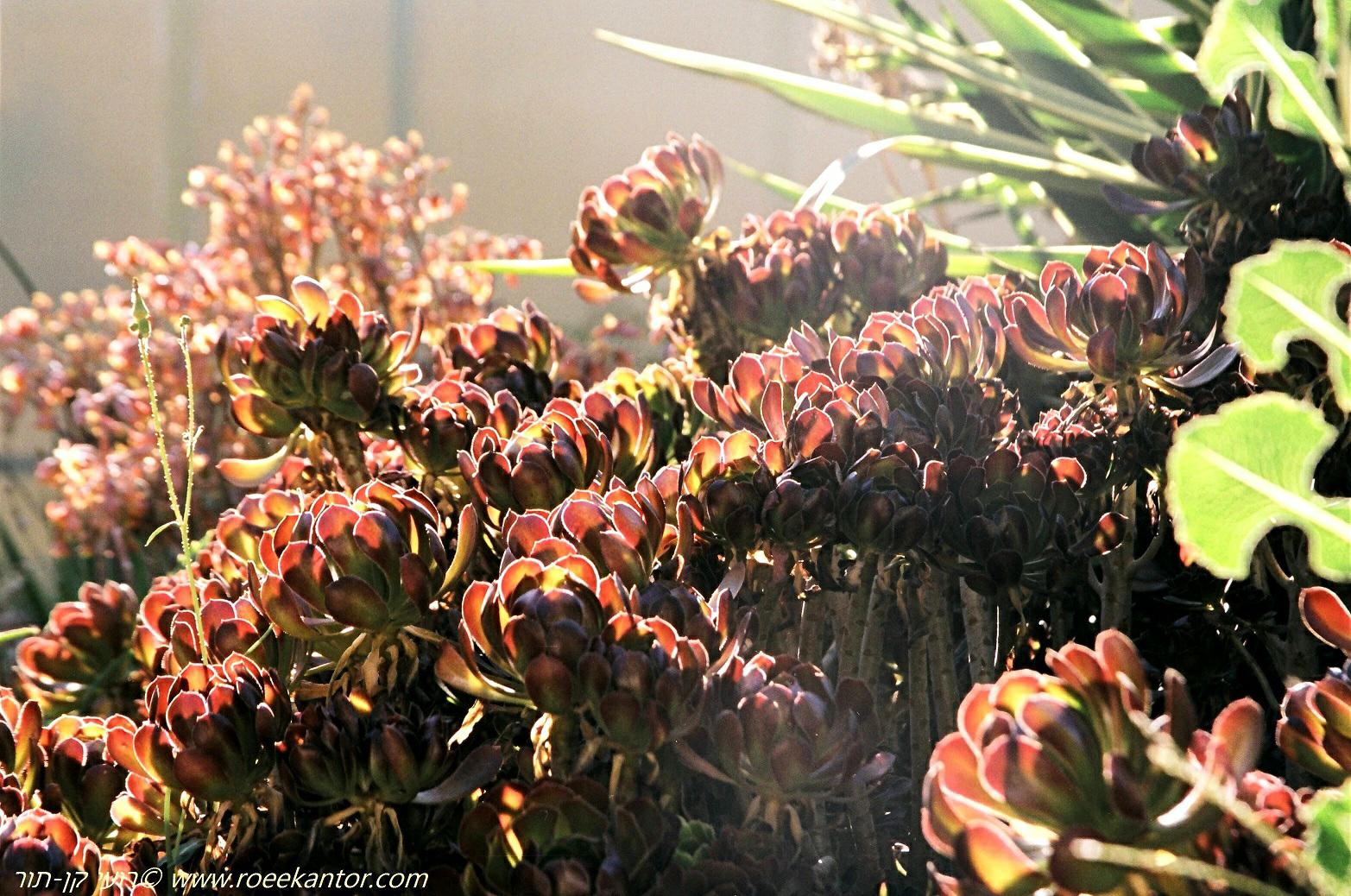 Aeonium arboreum var. holochrysum - Purple Crest Aeonium, Black Tree Aeonium, נצחה שיחית זן שחור-ארגמני, נצחה שיחית זן שחור-ארגמני