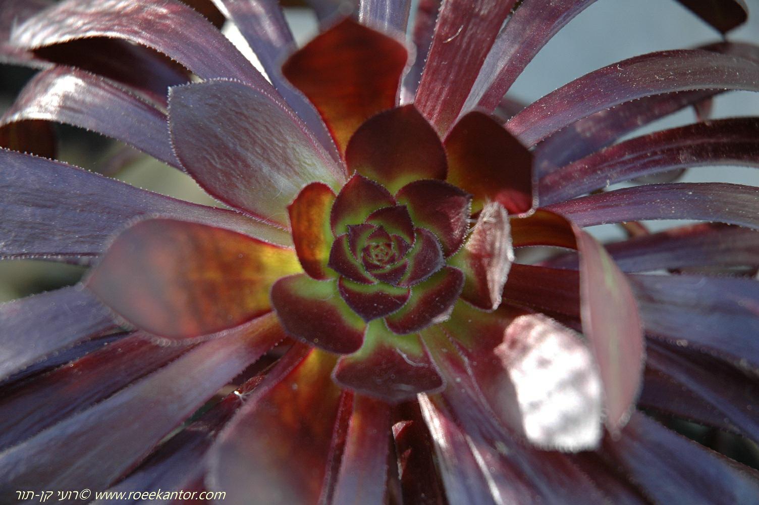 Aeonium arboreum 'Zwartkop' - Black Rose, נצחה שיחית 'שוורצקופ', נצחה שיחית 'שוורצקופ'