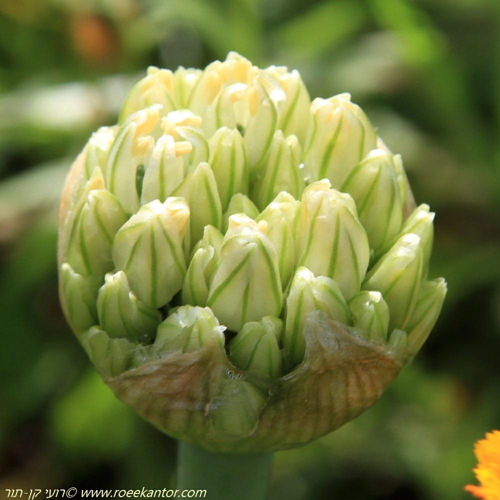 Allium israeliticum - Oriental Garlic, שום מזרחי, שום מזרחי