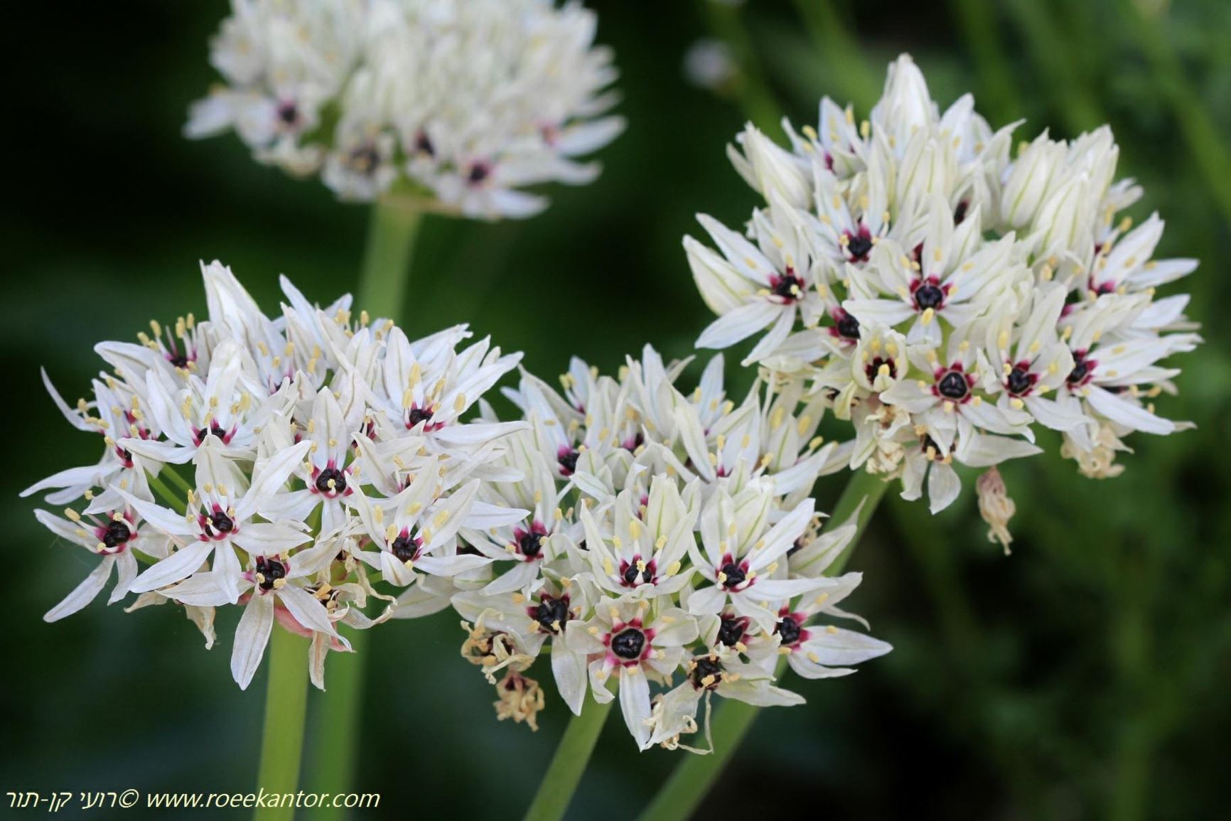 Allium meronense - שום הגליל, שום הגליל