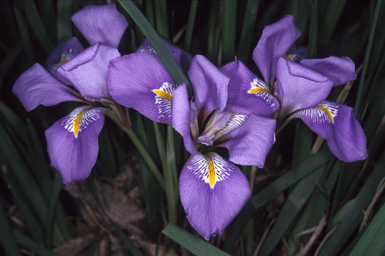 Iris unguicularis - Winter Blooming Algerian Iris, Beardless Iris , איריס אלגירי, איריס אלג'ירי
