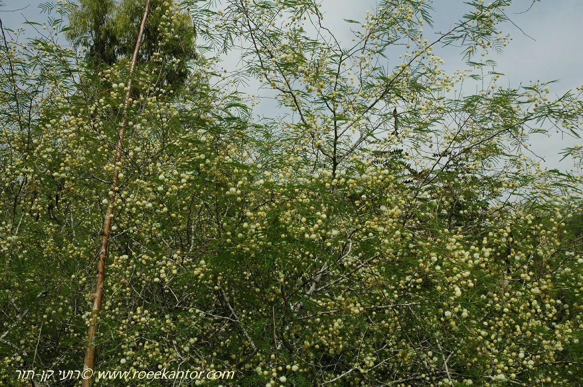 Acacia berlandieri - Berlandier Acacia, Guajillo Acacia, Guajillo, Huajillo, שיטת ברלנדייה, שיטת ברלנדיה