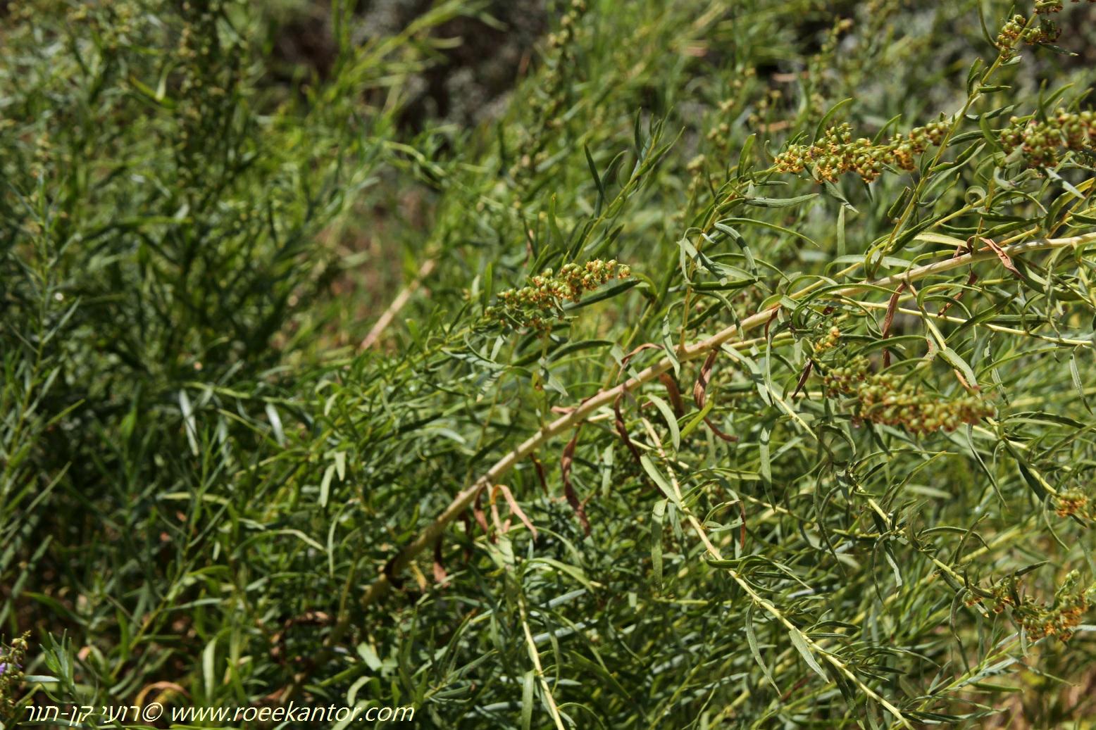 Artemisia dracunculus - Wild Tarragon, French Tarragon, לענת הטרגון, לענת הטרגון