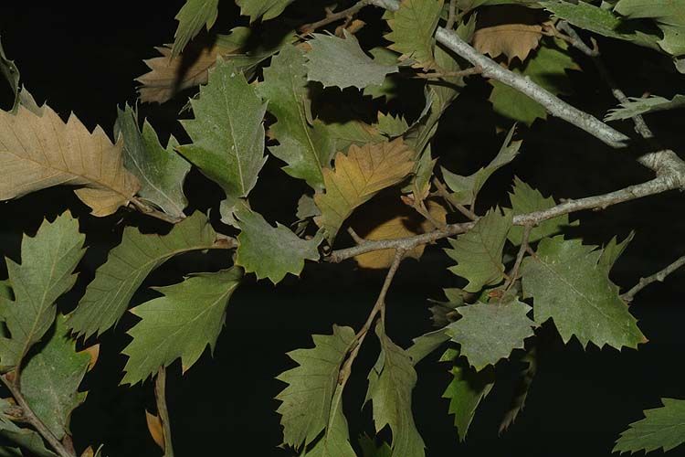 Quercus brantii - Brant's Oak, Persian Oak, אלון פרסי, אלון פרסי