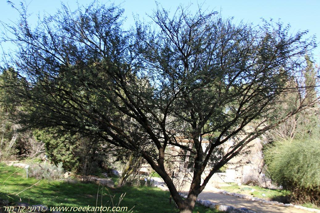 Acacia pachyceras - Negev Acacia, Red Thorn, Negev Acacia, שיטת הנגב, שיטת הנגב