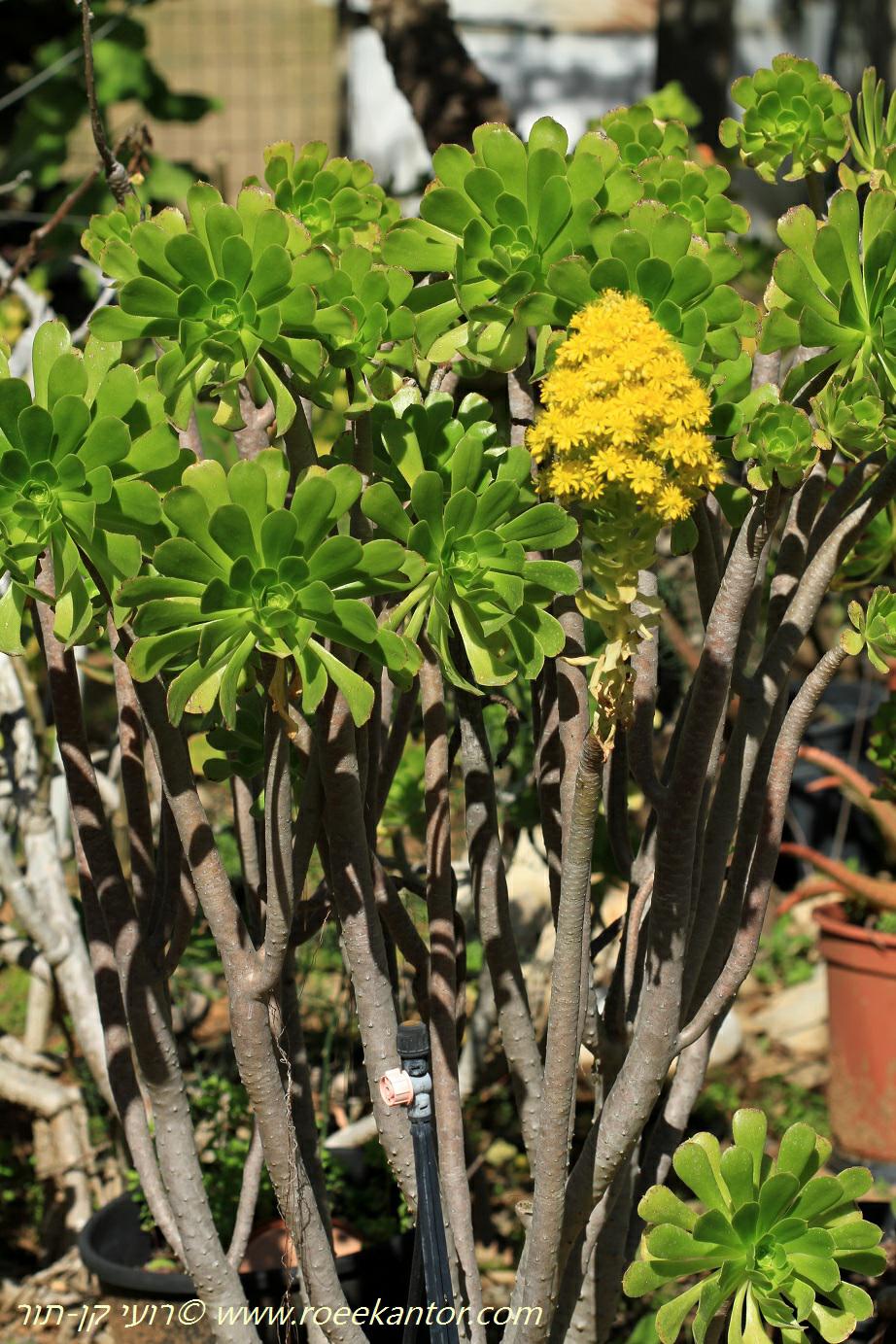 Aeonium arboreum - Tree Aeonium,, Tree Houseleek, Irish Rose, נצחה שיחית, נצחה שיחית