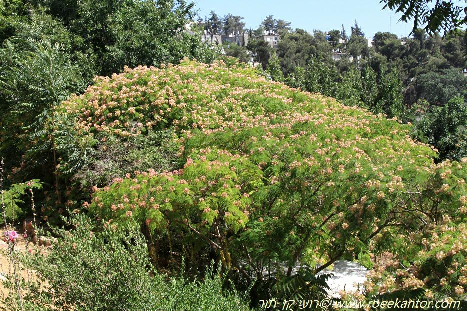 Albizia julibrissin - Persian Silk Tree, Pink Siris, אלביציה ורודה, אלביציה ורודה