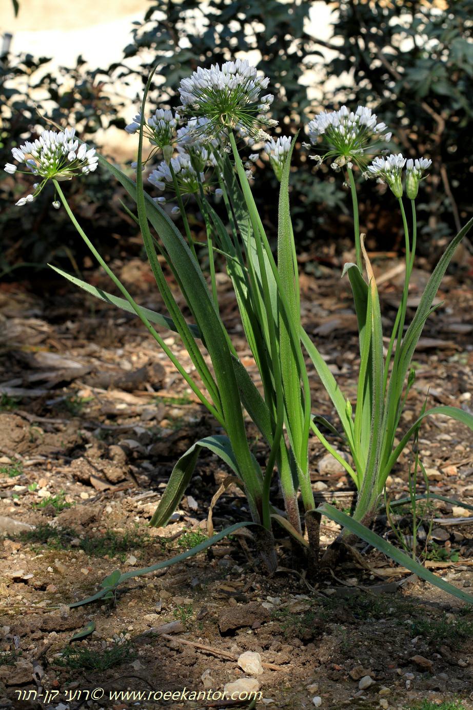 Allium trifoliatum - Hirsute Garlic, Three-leaved Garlic, שום שעיר, שום שעיר