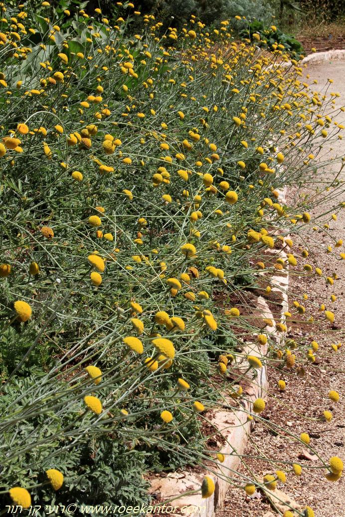 Anthemis tinctoria - Yellow Chamomile, Dyers' Chamomile, Golden Marguerite,Oxeye chamomile, קחוון הצבעים, קחוון הצבעים