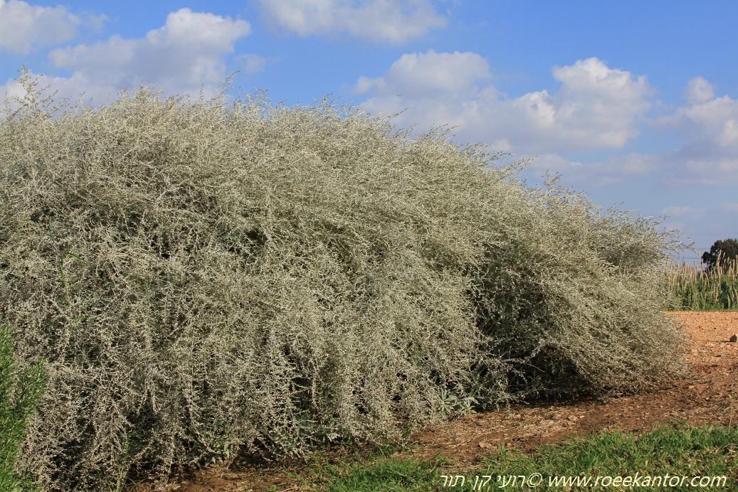 Artemisia ludoviciana 'Silver King' - Silver King Artemisia , לענה לואיזיאנית 'סילוור קינג', לענה לואיזיינית 'סילוור קינג'