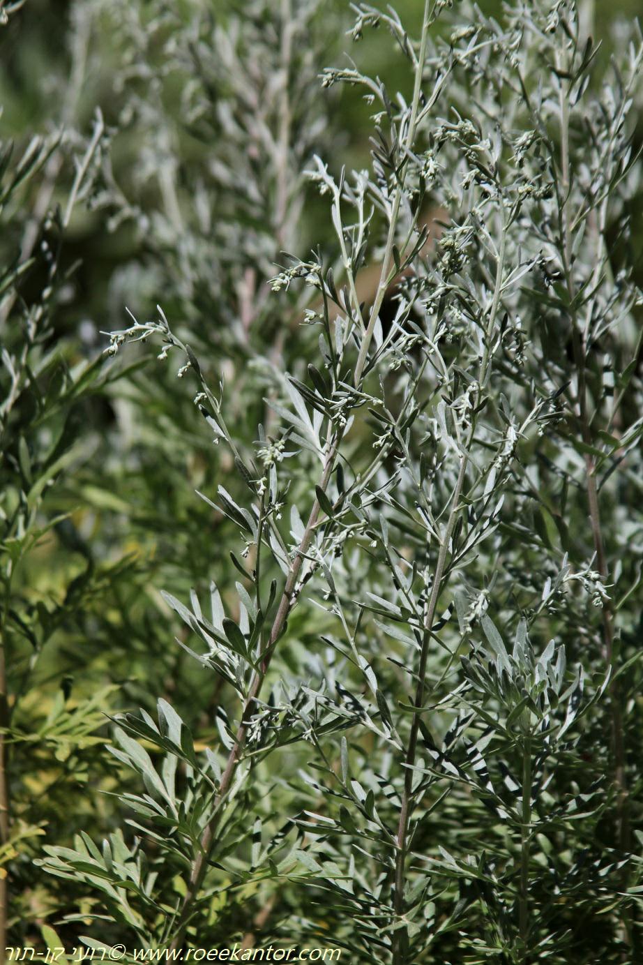 Artemisia thuscula - לענת הקטורת, לענת תוסקולה
