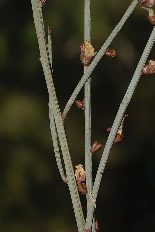 Amygdalus arabica - Broom Almond, שקד ערבי, שקד ערבי