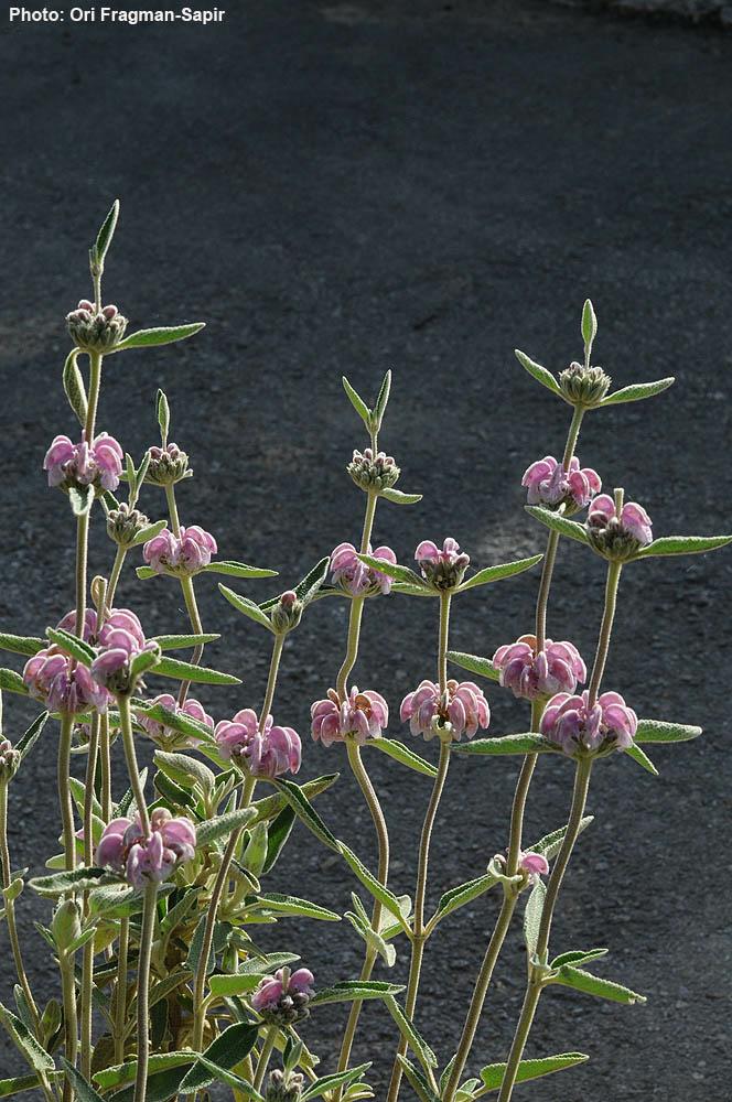 Phlomis purpurea - Purple Phlomis, Purple Jerusalem Sage, שלהבית ורודה, שלהבית ורודה