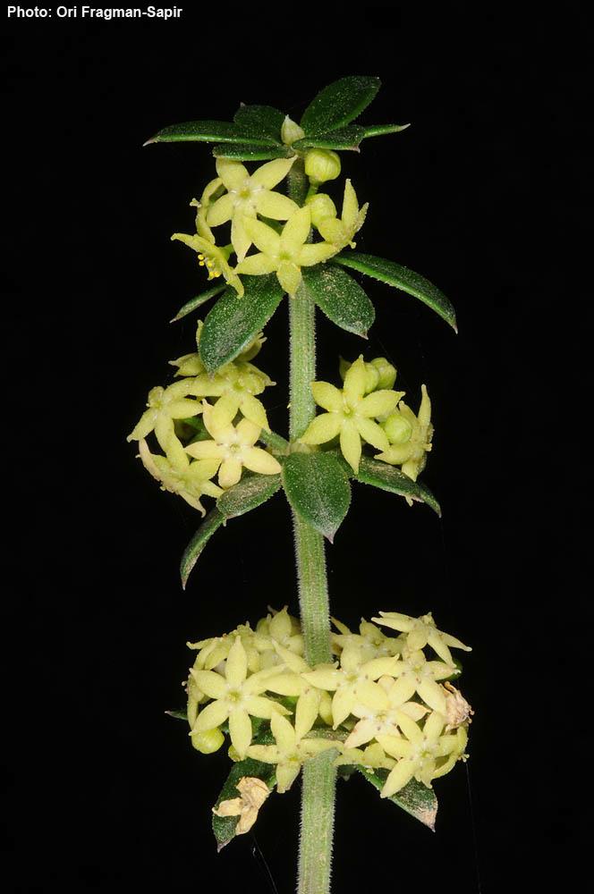 Rubia tenuifolia - Slender-leaved Madder, פואה מצויה, פואה מצויה