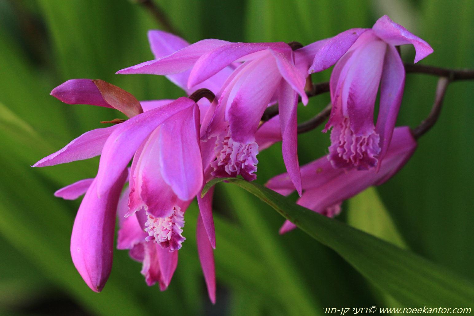 Bletilla striata - Chinese Ground orchid, בלטילה מפוספסת, בלטילה מפוספסת