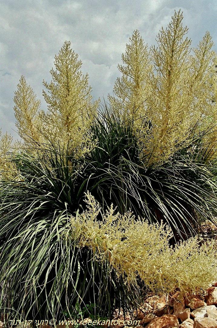 Nolina longifolia - Oaxacan Tree Nolina, Mexican Grass Tree, נולינה ארוכת-עלים, נולינת ארוכת-עלים