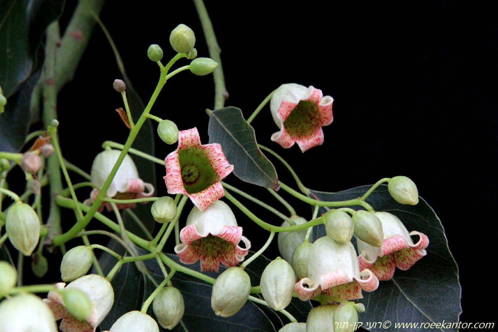 Brachychiton populneus - Lacebark Kurrajong, White-flower Kurrajong, Bottle Tree, Black Kurrajong, Northern Kurrajong, ברכיכיטון צפצפתי, ברכיטון צפצפתי