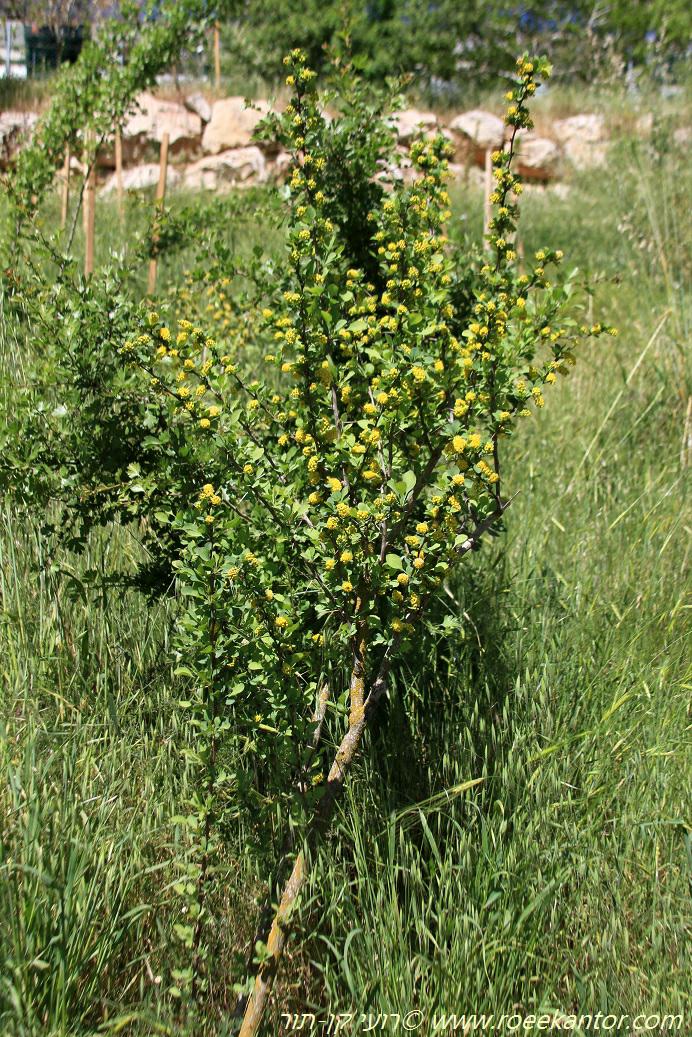 Berberis oblonga × nummularia - ברברית מאורכת × המטבעות, ברברית מאורכת × המטבעות
