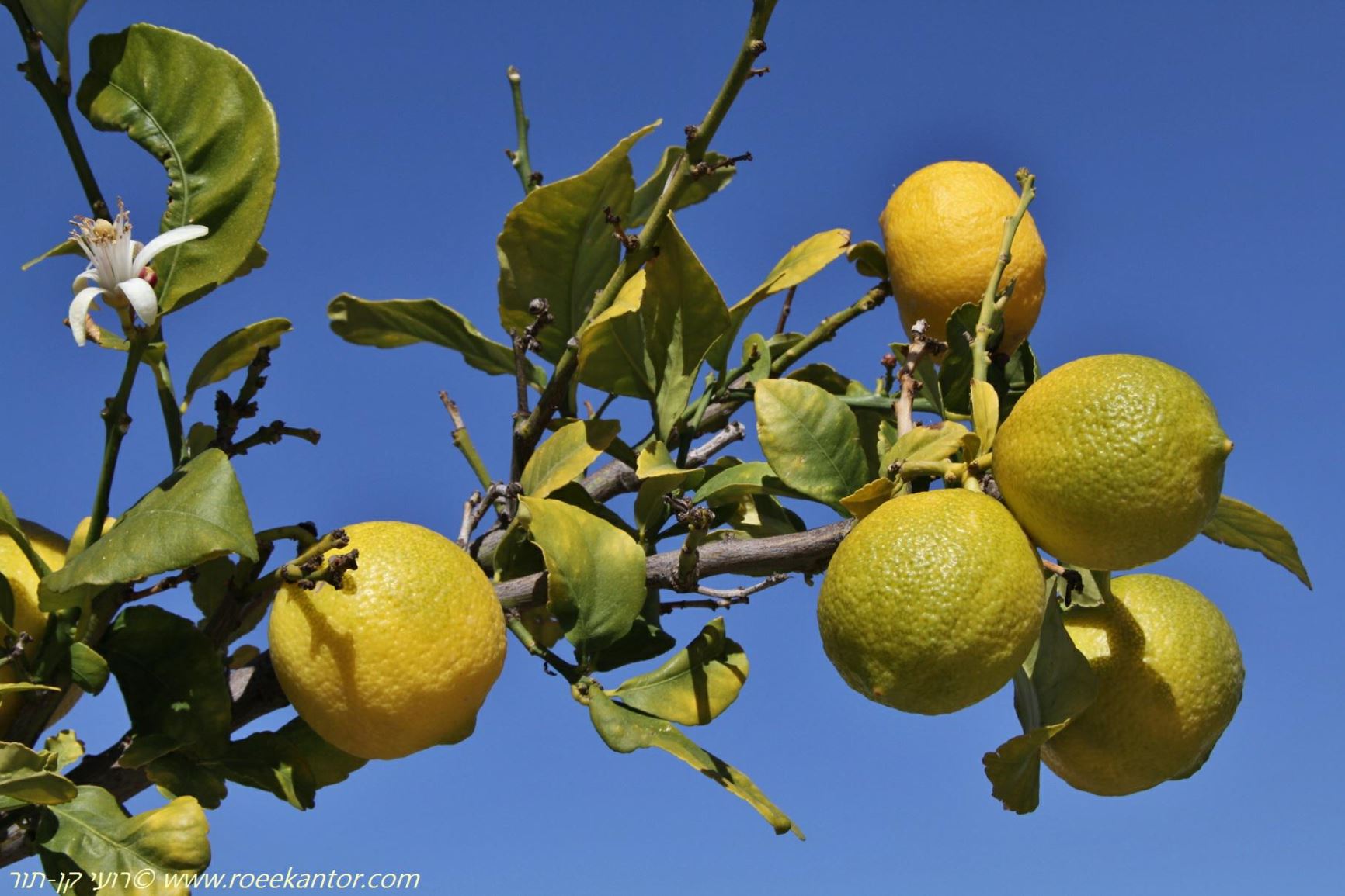 Citrus limon - Lemon, הדר הלימון, הדר  הלימון, הדר הלימון