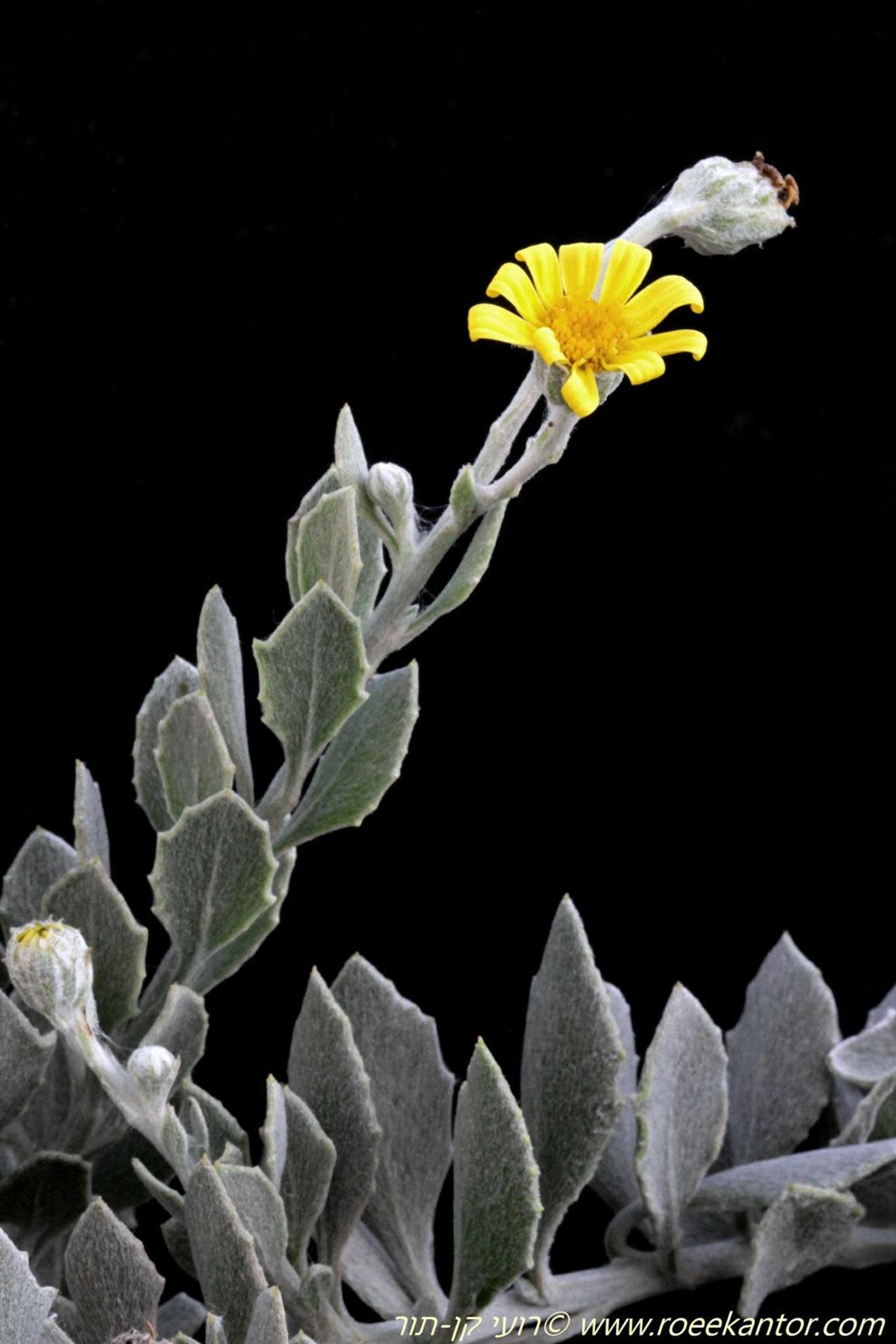 Chrysanthemoides incana - Boneseed, Vaal Bietou Bush, Tick Berry, חרציתן מאפיר, חרציתן מאפיר