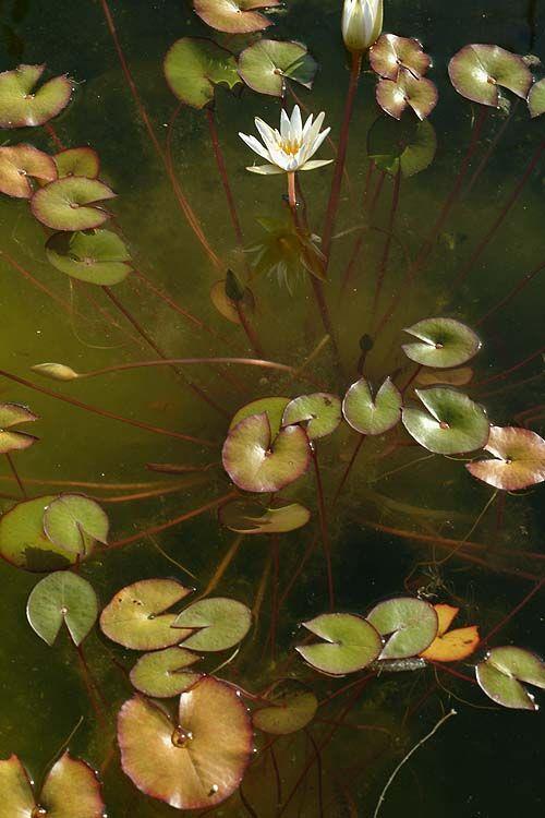 Nymphaea × 'Colorado' - נימפאה 'קולורדו', נימפאה 'קולורדו'