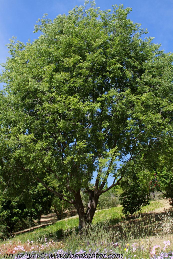 Celtis australis - European Nettle Tree, Southern Nettle ...
