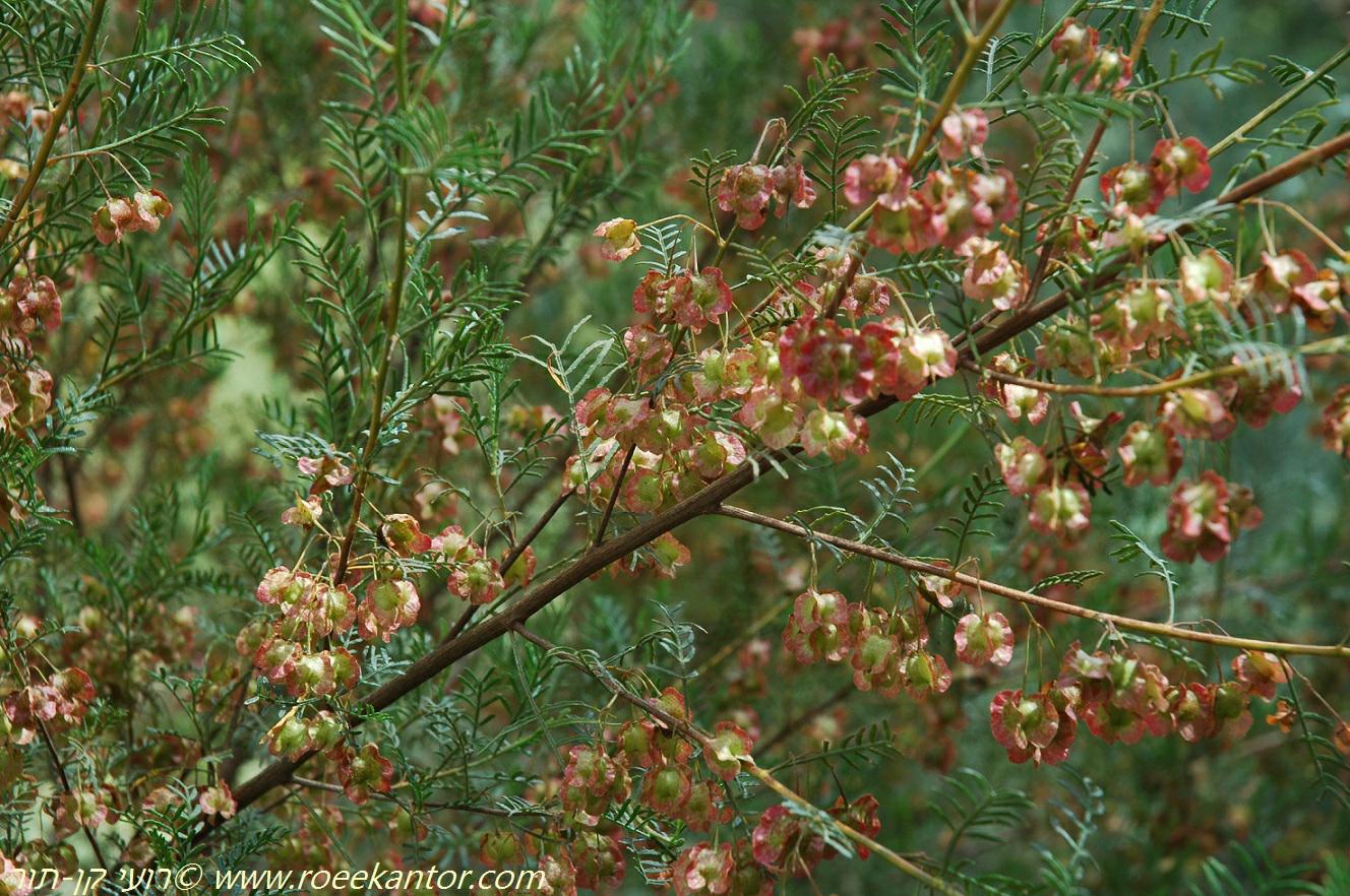 Dodonaea multijuga - Hopseed Bush, דודונאה מחולקת, דודונאה מחולקת