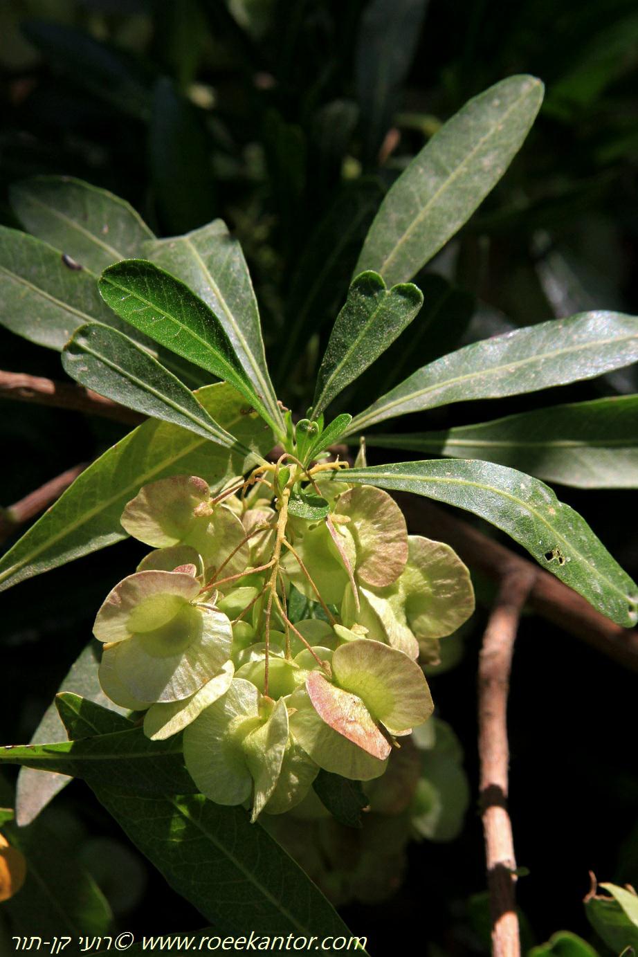 Dodonaea viscosa - דודונאה דביקה, דודונאה דביקה