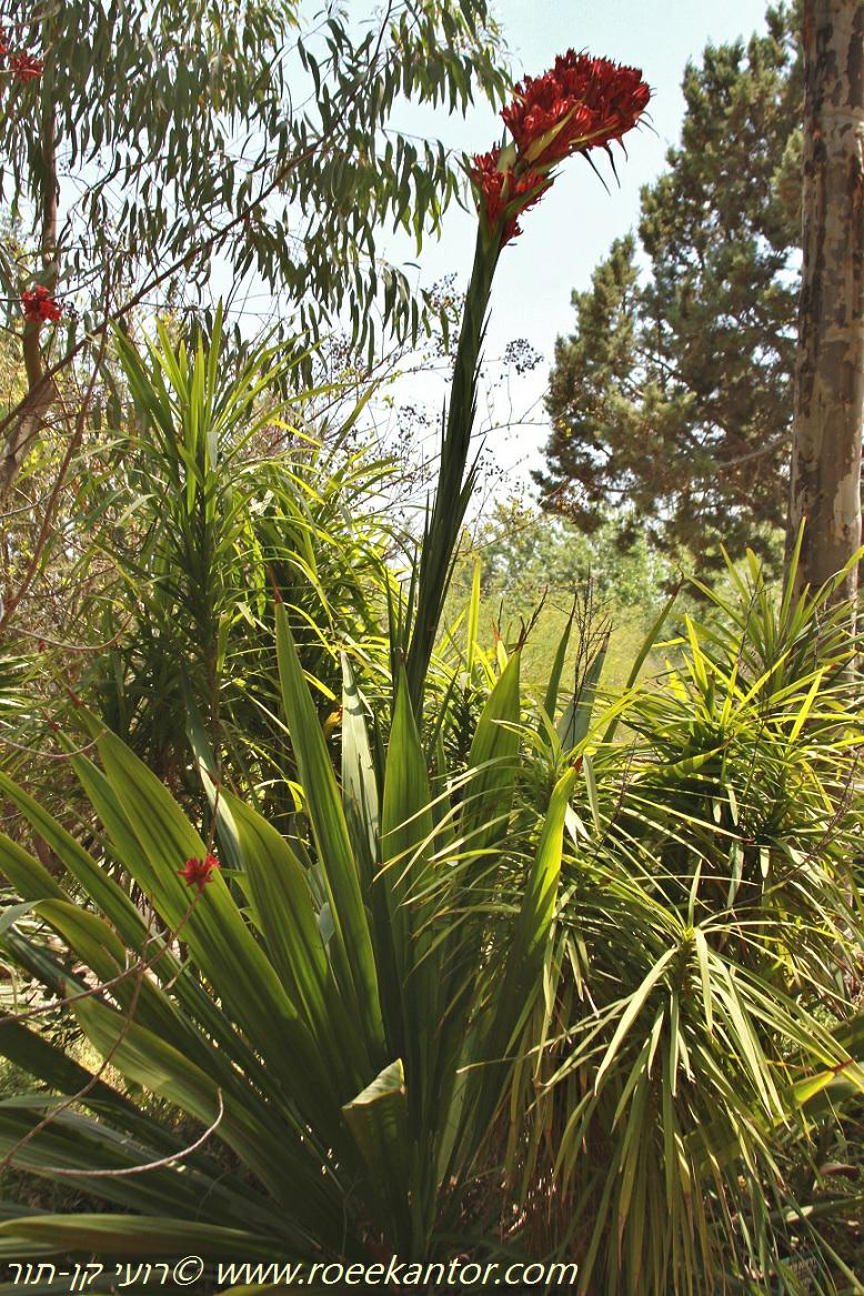 Doryanthes palmeri - Giant Spear Lily, דוריאנטס פלמר, דוריאנטוס פלמר
