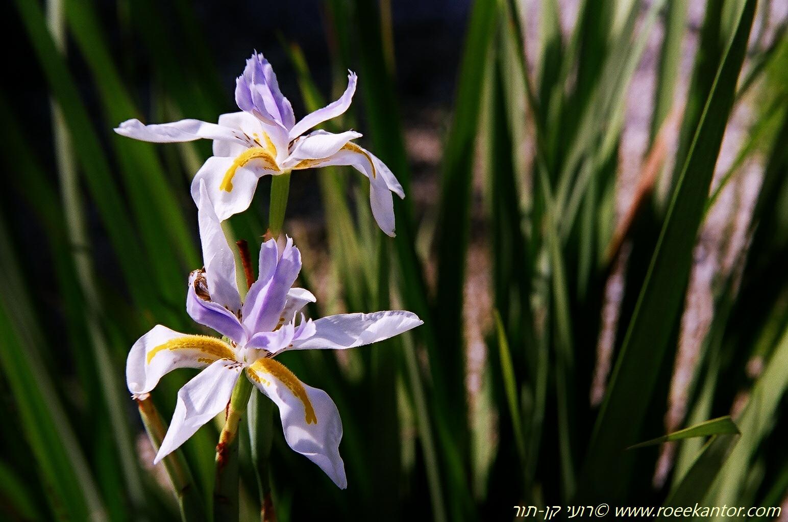 Dietes grandiflora - Large Wild Iris, Fairy Iris, דיאטס גדול-פרחים, דיאטס גדול-פרחים
