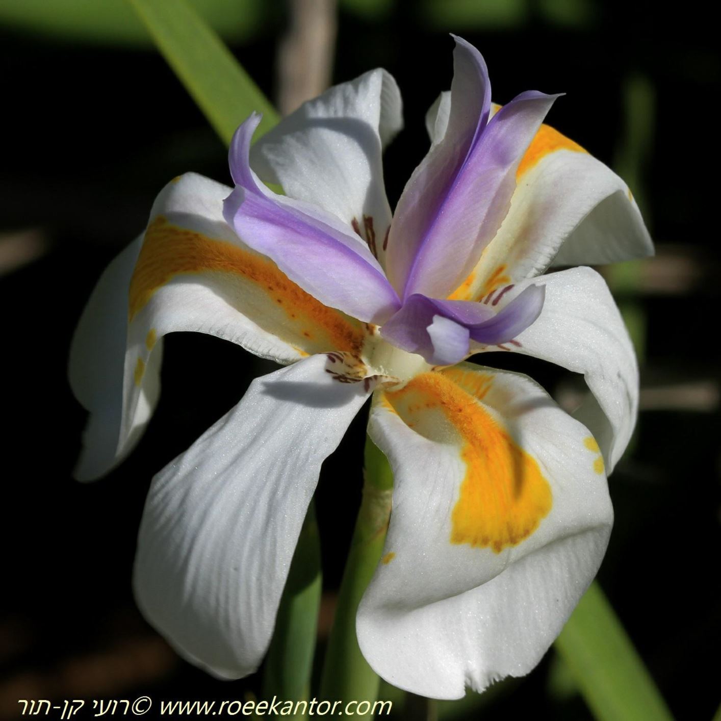 Dietes iridioides - African Iris, Cape Iris, Fortnight Lily, Morea Iris, Wild Iris, Butterfly Iris, דיאטס איריסי, דיאטס איריסי