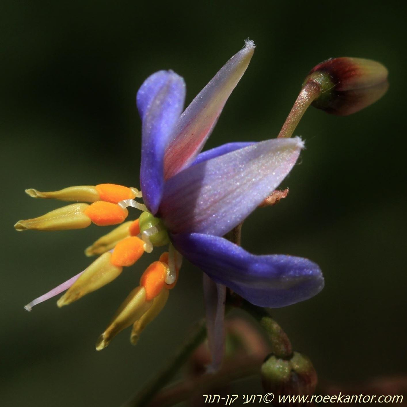 Dianella longifolia - Smooth Flax Lily, דיאנלה ארוכת-עלים, דיאנלה ארוכת-עלים
