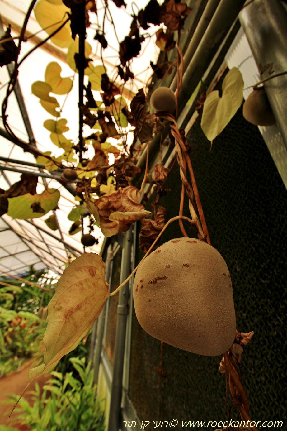 Dioscorea bulbifera - Air Potato, Aerial Yam, דיוסקוראה בצלצולית, דיוסקוראה  בצלצולית