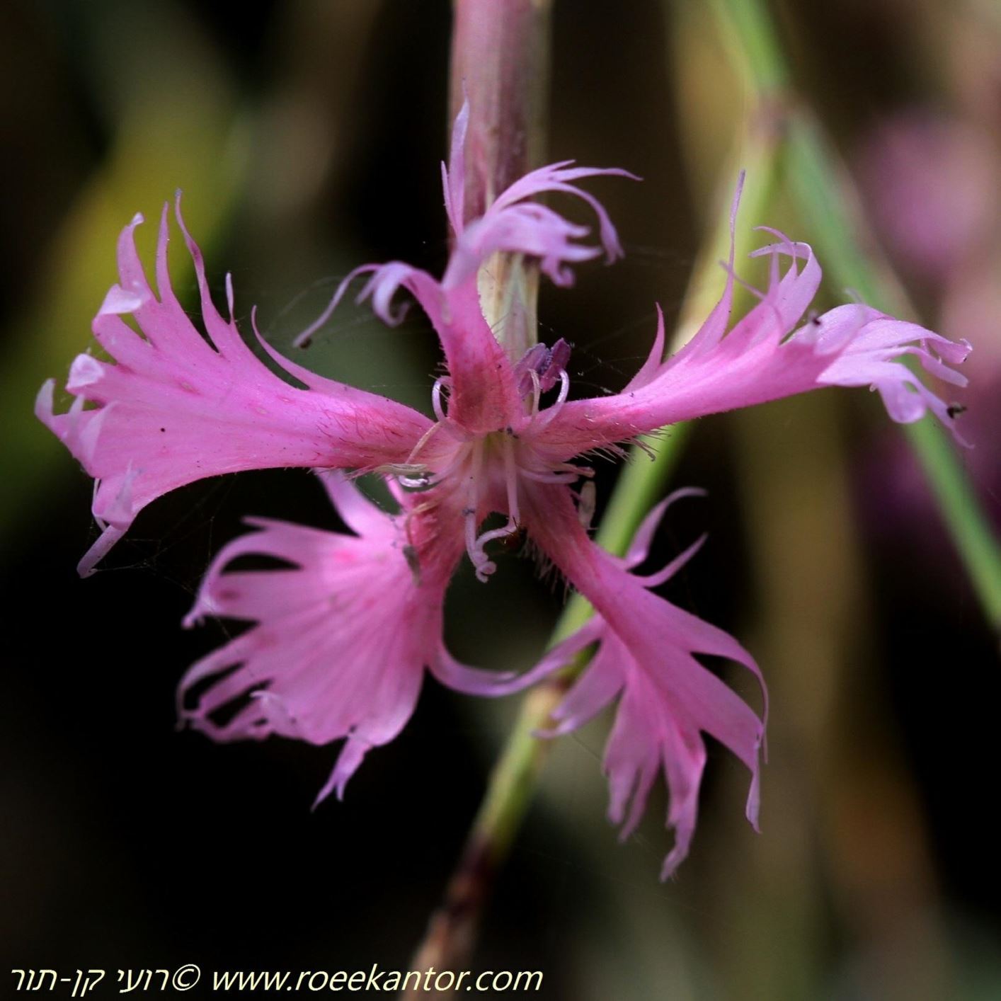 Dianthus pendulus - Pendulous Pink, ציפורן משתלשל, ציפורן משתלשל