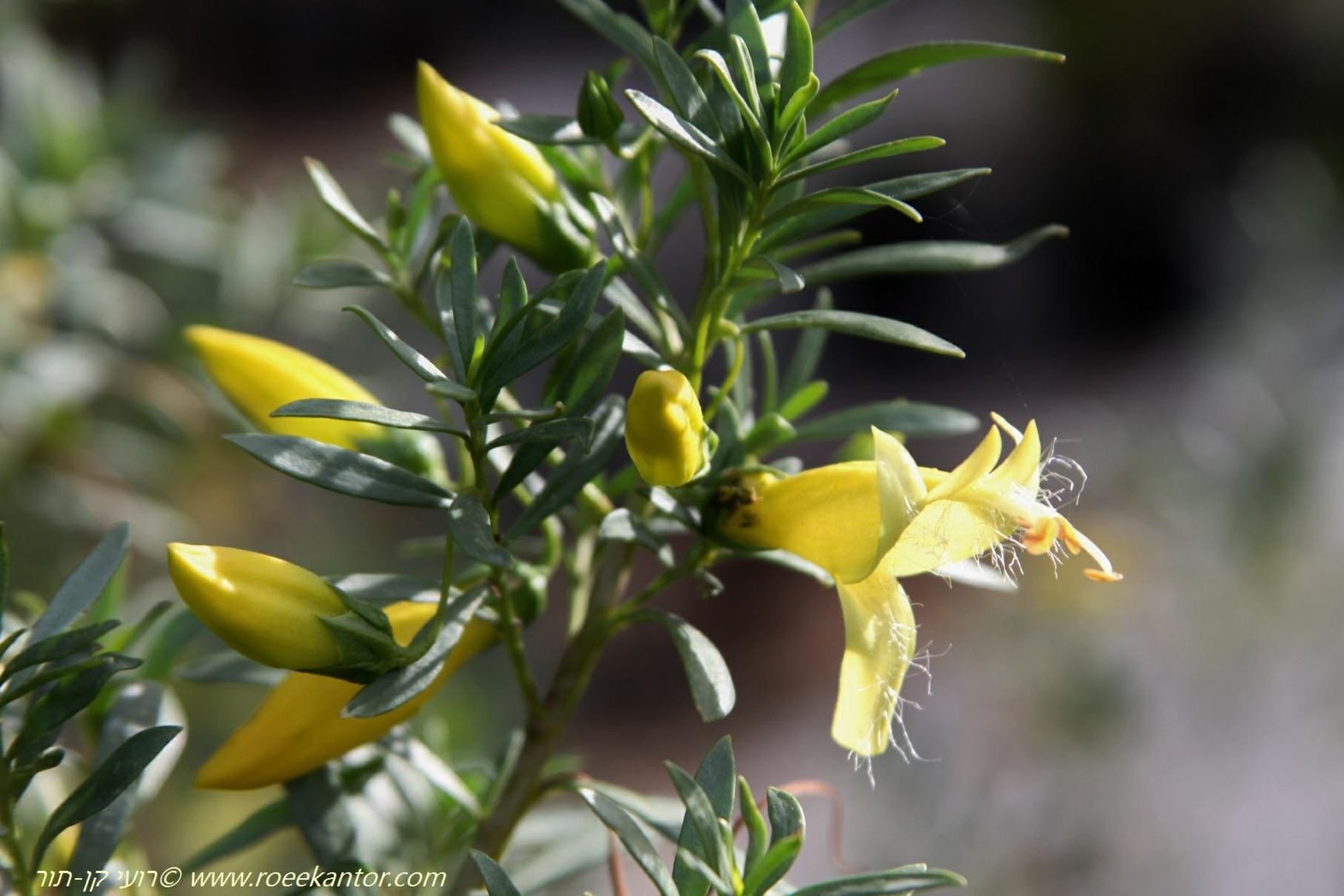 Eremophila maculata 'Lutea' - Native Fuchsia,Spotted Emu-bush,Spotted Fuchsia, ישימונית מוכתמת 'צהוב', ישימונית מוכתמת 'צהוב'