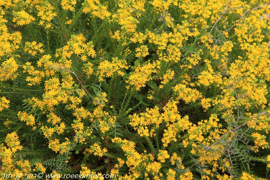 Euryops virgineus