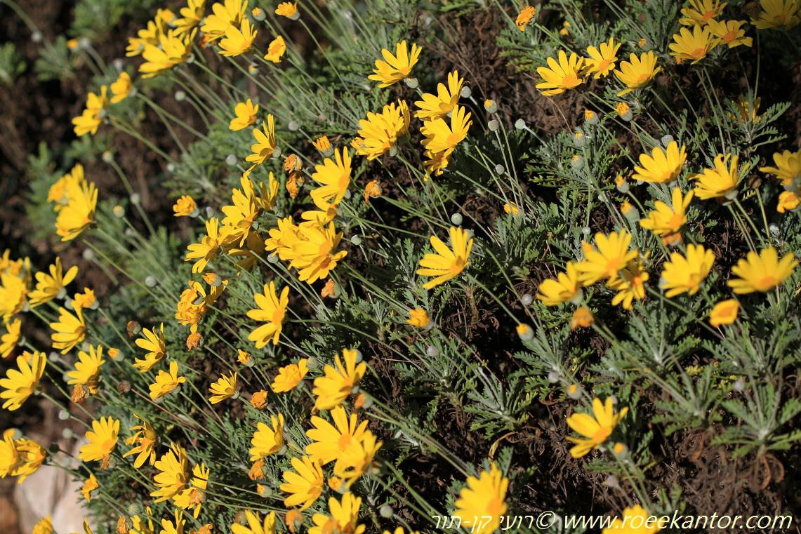 Euryops pectinatus - Golden Euryops, Golden Daisy Bush, Gray-leafed Euryops , עינן מסרקני, עינן מסרקני