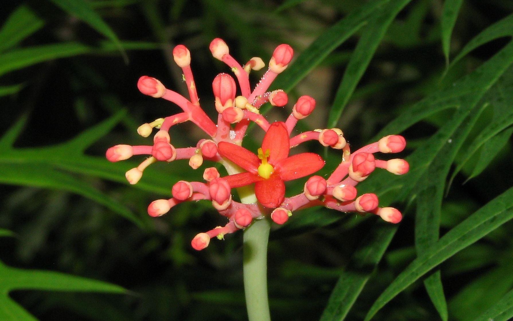 Jatropha multifida - Coral Plant, Physic Nut, Guatemala Rhubarb, יטרופה מחולקת, יטרופית מחולקת
