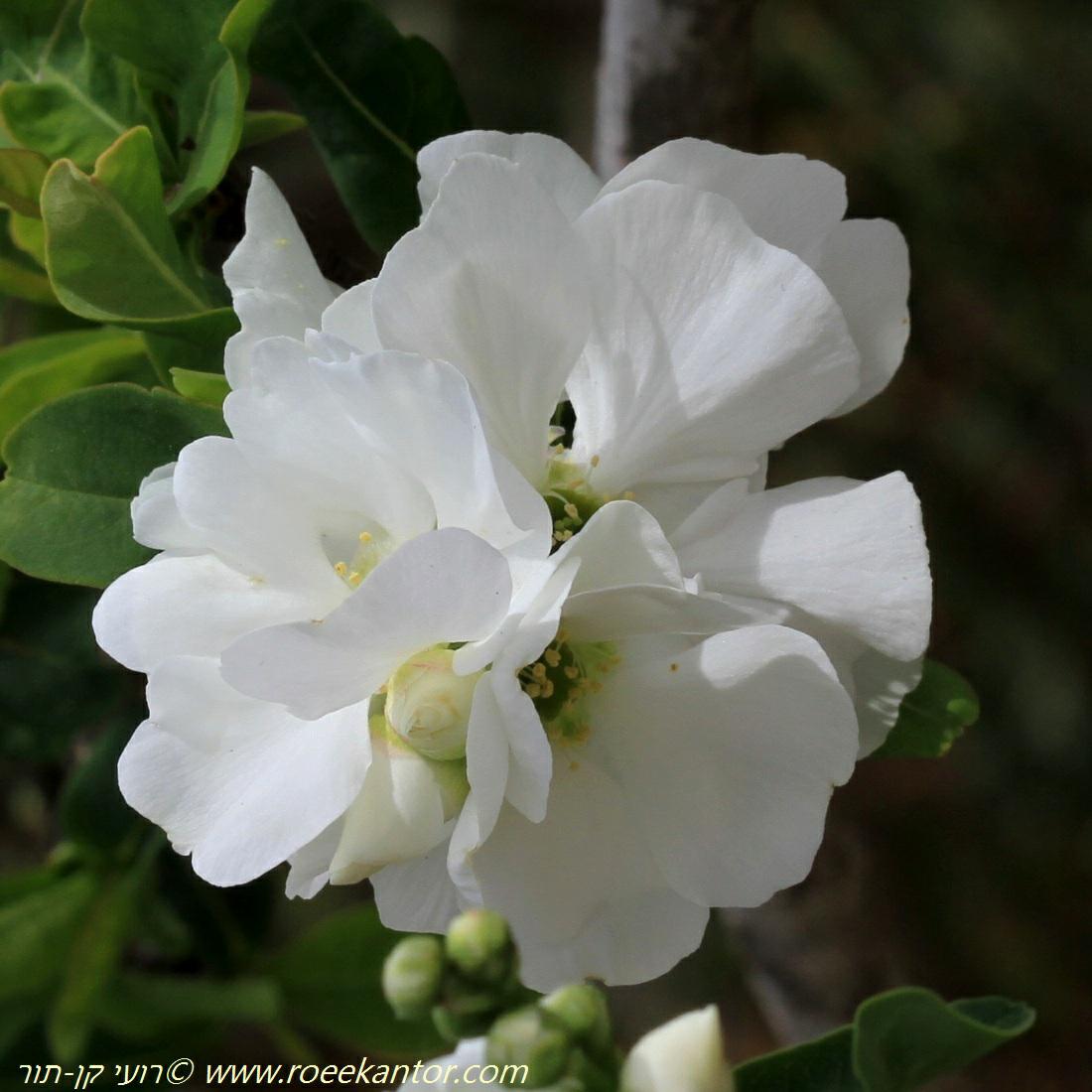 Exochorda × macrantha - פנינית גדולה, פנינית גדולה