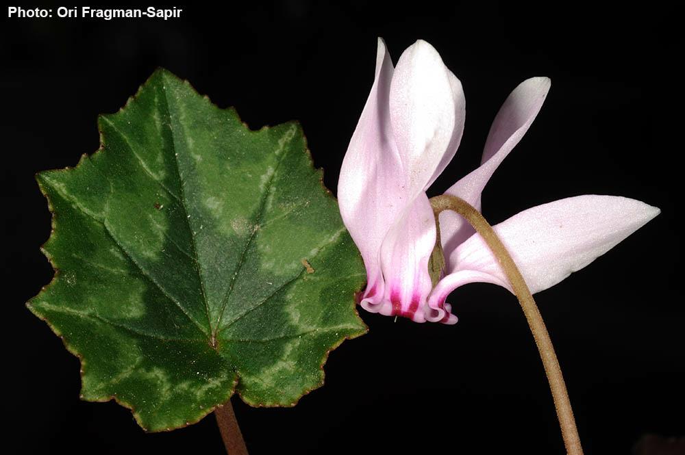 Cyclamen hederifolium - Ivy-leaved Cyclamen, רקפת קיסוסית, רקפת קיסוסית